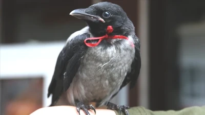 Kargaların Sırrı: Uğursuzluk Mu, Yoksa Kayıt Altında Bir Mesaj Mı? İslam'daki Yeri